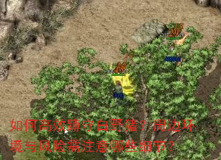 如何高效蹲守白野猪?周边环境与风险需注意哪些细节? 如何高效蹲守白野猪?周边环境与风险需注意哪些细节?
